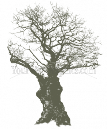 illustration - tree18-png